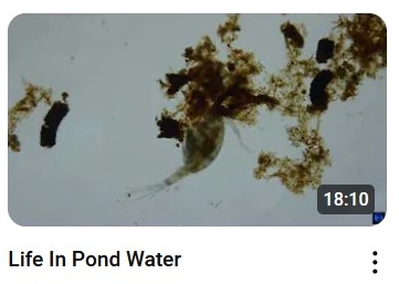 Life In Pond Water
